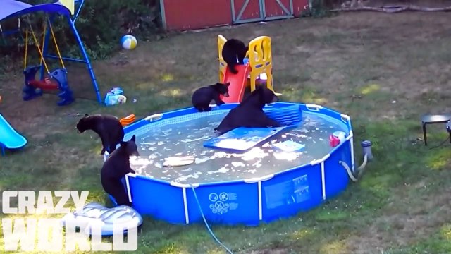 Si No Lo Hubieran Grabado Nadie Creeria Estos Hechos 2017 Momentos Increíbles