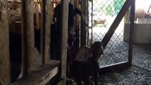 Twin Goat Kids Playing - Momma and Babiesrt