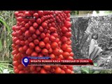 Rumah Kaca dengan Sensasi Hutan Tropis di Inggris - NET12