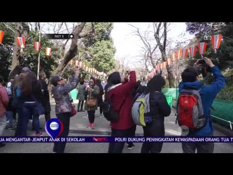 Indahnya Hamparan Bunga Sakura yang Bermekaran di Jepang - NET5