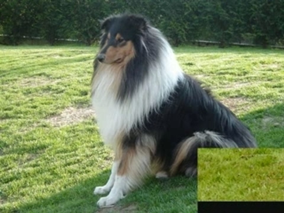 Mon Colley Very Very Best Bitter (Rough Collie)
