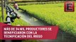 Tecnifican más de 440 mil hectáreas agrícolas en México