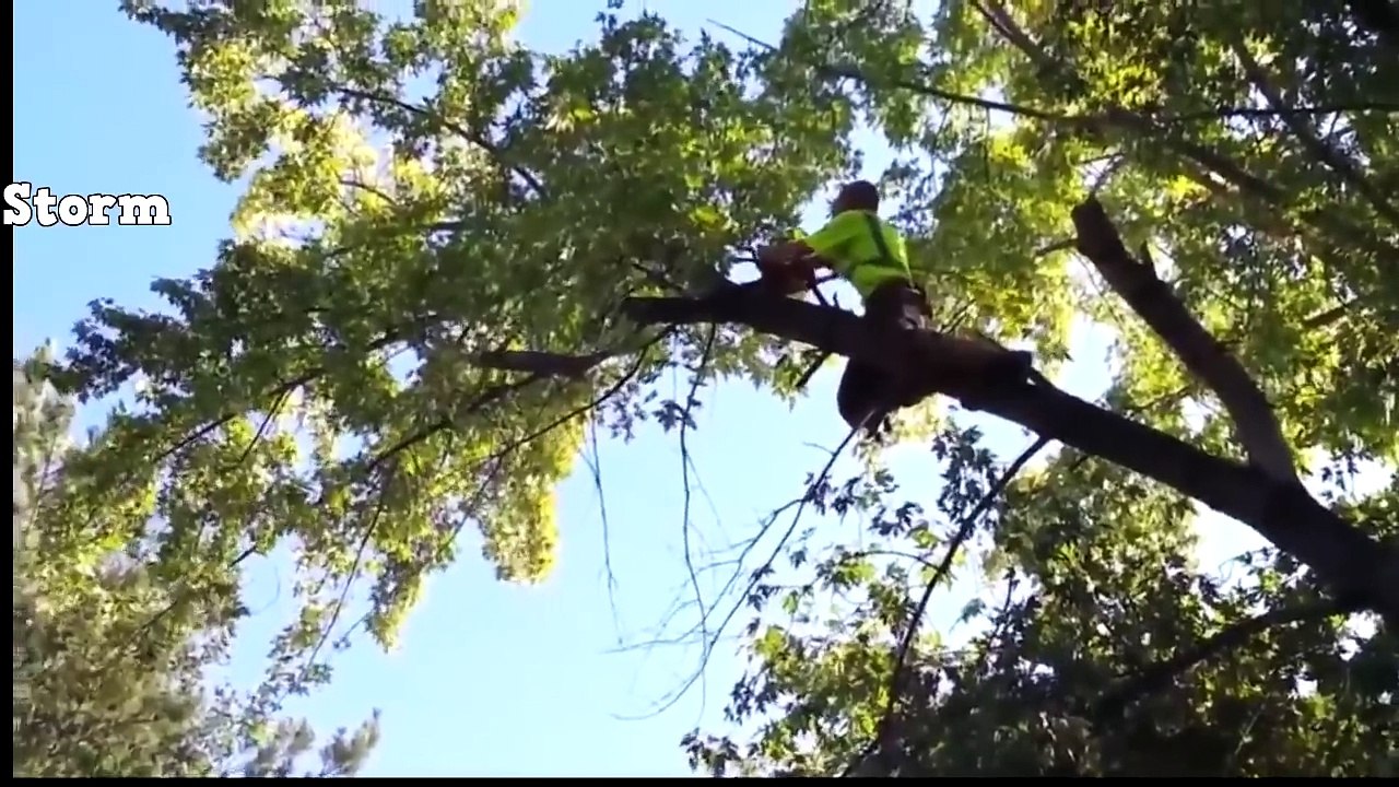Tree cutting fails and idiots with chainsaws. FAIL COMPILATION 2017