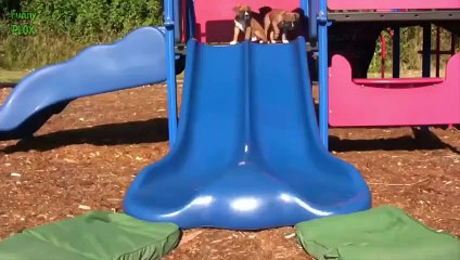 Funny Dogs - Try Not To Laugh Challenge for Kids 2016