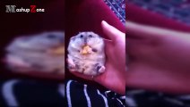 Funny Owls And Cute Owl Videos Compilation 2016