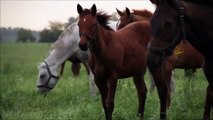 Horses for Kids - Drone Horses Video - Farm Animals Fun