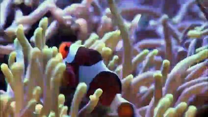 SEA LIONS  Animals for children. Kids videos. Kindergart