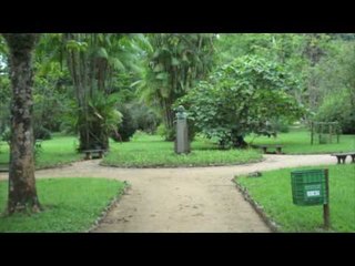 Rio de Janeiro Botanical Garden (Jardim Botânico) Tour