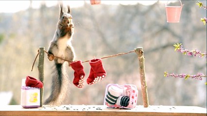 red squirrels and the laundry line