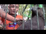 Burung Elang Hitam Seorang Warga di Sumatera Utara Disita - NET5