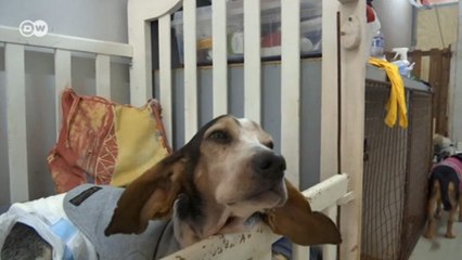 Hayatını yaralı köpeklere adadı