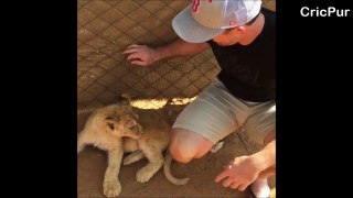 LUKE RONCHI playing with ANGRY LION CUB | New Zealand National Cricket Team | CricPur