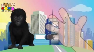Gorilla-Squirrel -Pineapple-Dog Finger Family Poem   Funny 2D Video