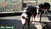 Farm Pigs Super Happy and Funny - Farm Animals videos for kids - Animais TV