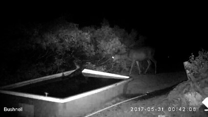 L'incroyable attaque d'un puma sur une biche en pleine nuit...