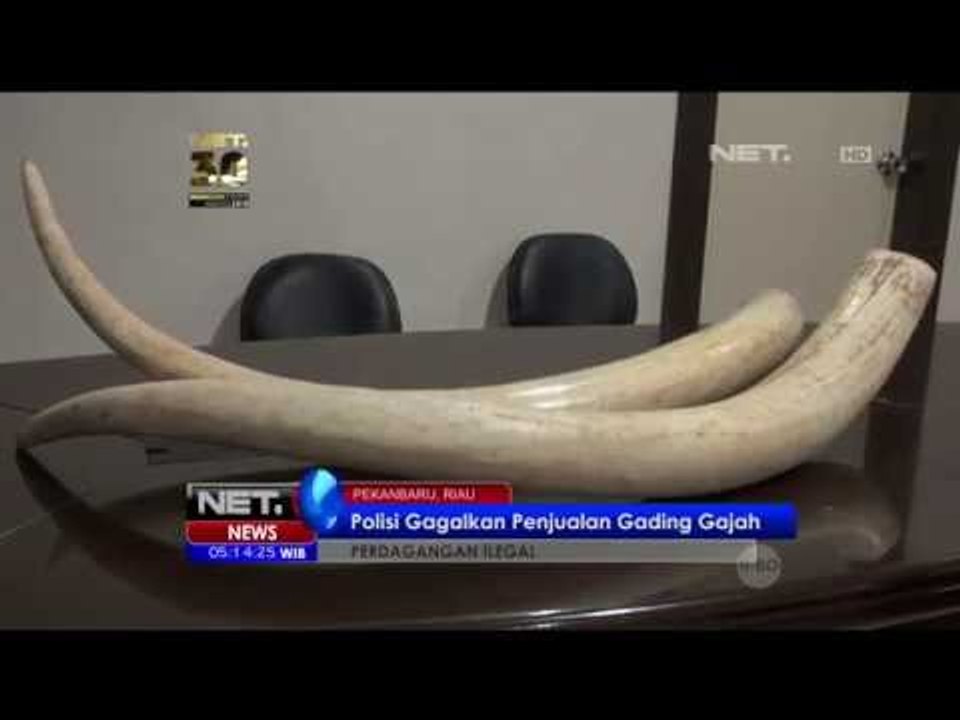 Petugas Ringkus Komplotan Penjual Gading Gajah...