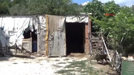 Çanakkale Bayramiç'te Yılan Sokan Deve Telef Oldu