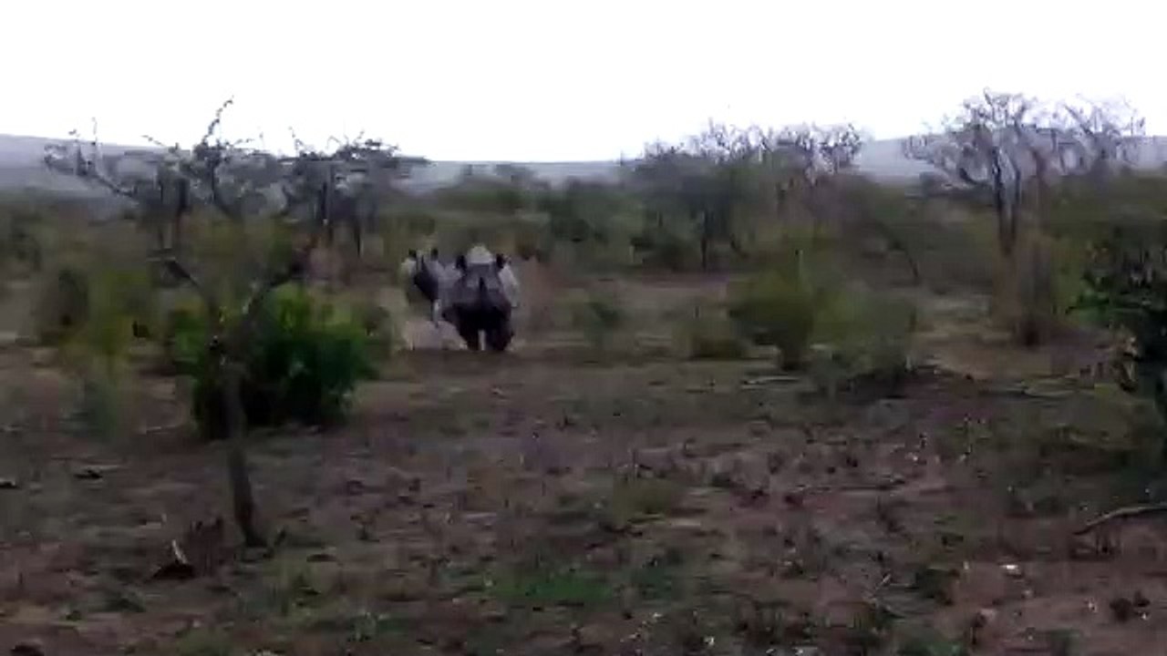 Rhino Charge