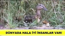 ördek yawruları tek tek kurtarılıyor anne ördek ise tüm yawrularının kurtarılmasını sabirla bekliyor