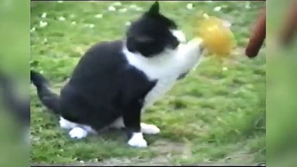 Animals Stuck In Stuff & More of the Funniest Moments & Bloopers of 2017 | Funny Pet Video