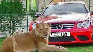 Dubai Prince playing with his Lion