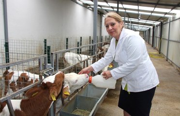 Öğretim Üyelerinden Buzağı Ölümlerini Önleyecek Proje