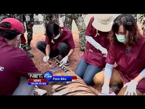 137 Harimau di Kuil Buddha, Petugas Terus Melakukan Pemindahan - NET24