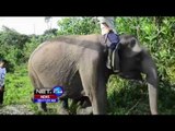 Bayi Gajah di Taman Nasional Tesso Nilo Tarik Banyak Wisatawan - NET24