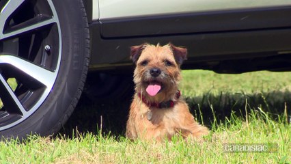 Essai - Nissan X-Trail 4dogs : un SUV qui a du chien