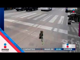 Le dan premio a ciclista que salvó a perro de ser atropellado | Noticias con Ciro Gómez Leyva