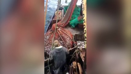 Ces pêcheurs ne s'attendaient pas à ça en remontant leurs filets !