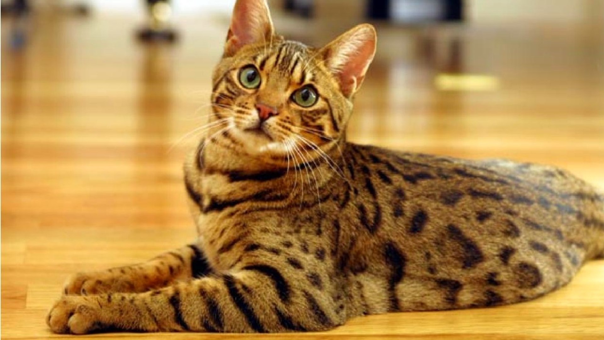 ⁣TOP 10 MOST EXPENSIVE CAT BREEDS THAT COST A FORTUNE