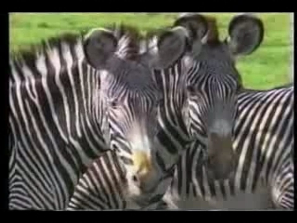 Terriens - earthlings partie 1 / 10