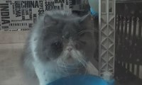 Jelang Mudik, Jasa Penitipan Kucing Laris Manis