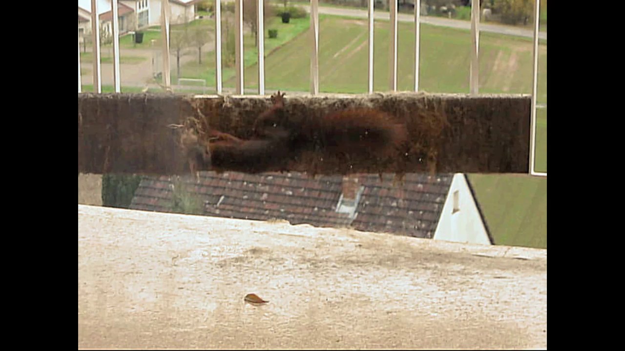 Wildes Eichhörnchen sammelt Material für sein Nest