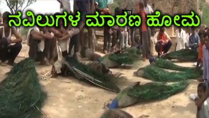 21 peacocks lost lives for water scarcity | Oneinida Kannada