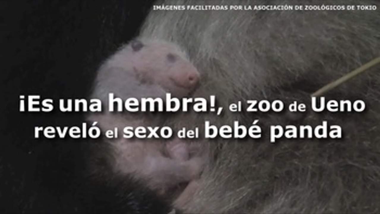¡Es una hembra!, el zoo de Ueno reveló el sexo del bebé panda