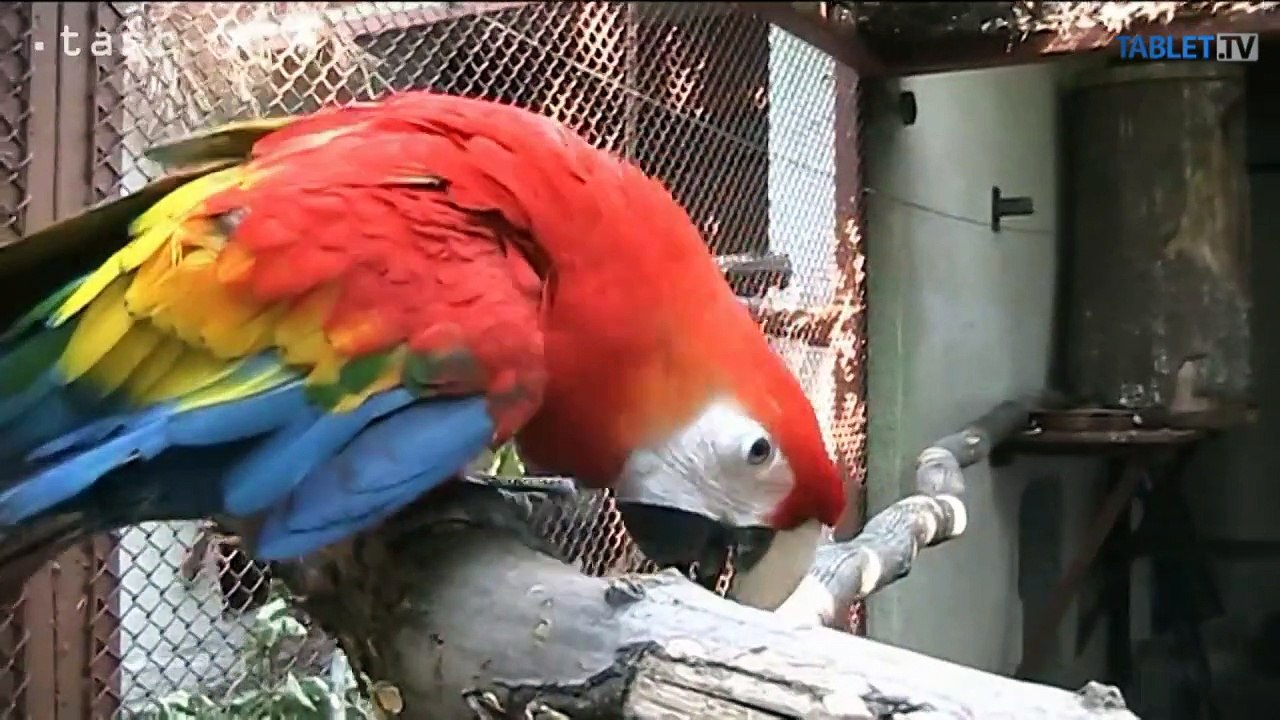V košickej zoo pribudol jeden z najväčších papagájov sveta