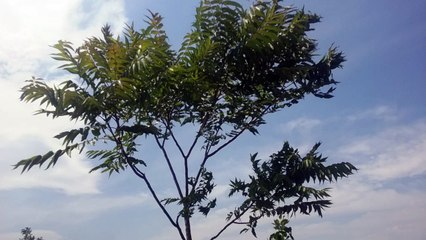 A tree is swaying in the wind in our garden (2017.06.23, 13:34)