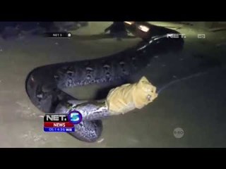 Kemunculan Ular Phyton Raksasa Sepanjang 5 Meter Gencarkan Warga Sorong  - NET5