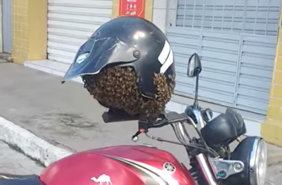 Son casque est infecté d'abeilles, ce motard se retrouve piéger en attendant les pompiers !