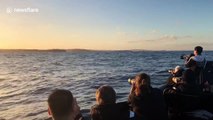 Humpback whale breaches right in front of tourist boat