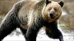 US takes Yellowstone grizzly bears off endangered list