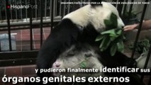 Oso panda gigante nacido en zoológico de Tokio es hembra