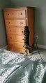 Un chat se cache dans un tiroir