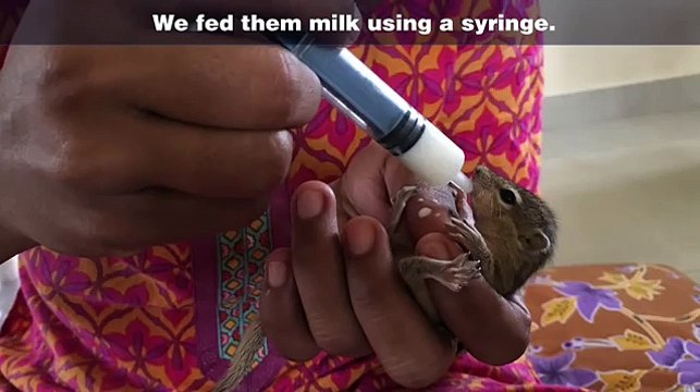 Quatre bébés écureuils sauvés sont récupérés par leur maman