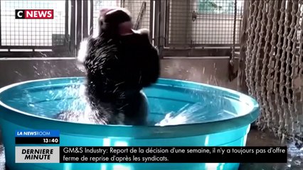 Le gorille se rafraîchit pendant la canicule