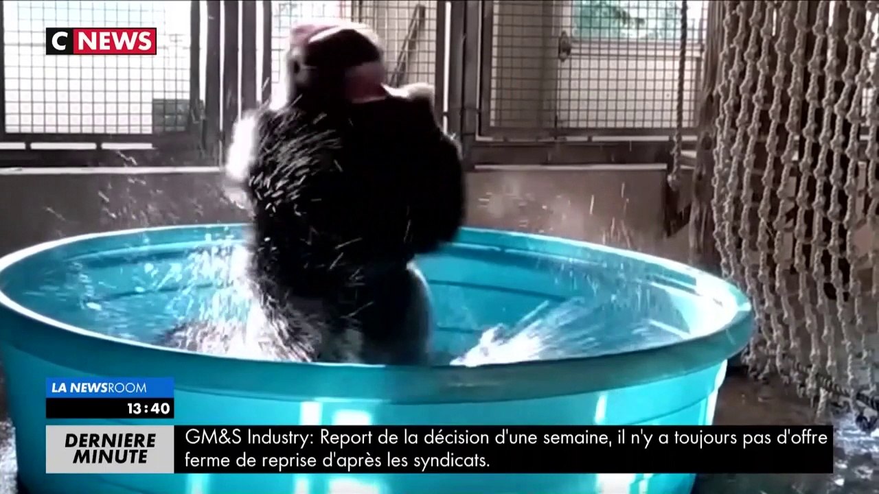 Le gorille se rafraîchit pendant la canicule