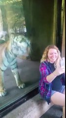 Un tigre adorable ressent la grossesse d'une femme