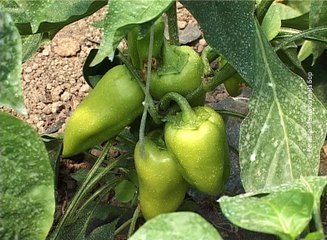 Organsko povrće iz plastenika, 23. jun 2017. (RTV Bor)